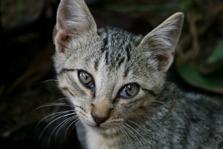 Cute kitten eyes photo