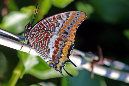Two-tailed pasha butterfly colored butterfly photo