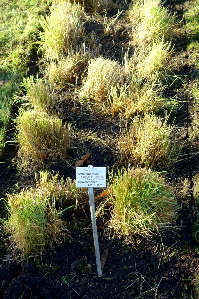 Arrhenatherum elatius - Botanischer Garten Braunschweig - Braunschweig, Germany - DSC04318