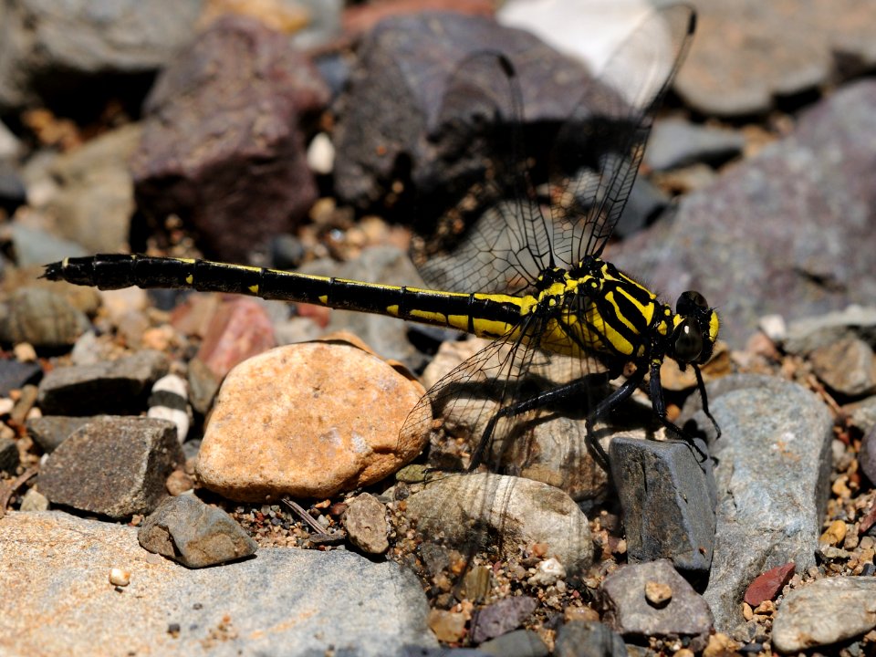 Asiagomphus melaenops(Female,Japan,2018.05.27)