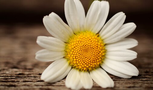 Macro white bee pollen