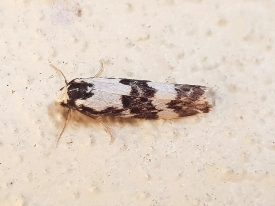 Arrhythmica semifusca 32794528