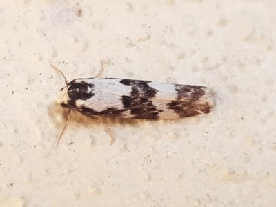 Arrhythmica semifusca 32794528