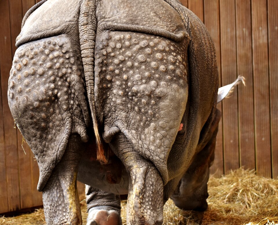 Animal world pachyderm rhinoceros