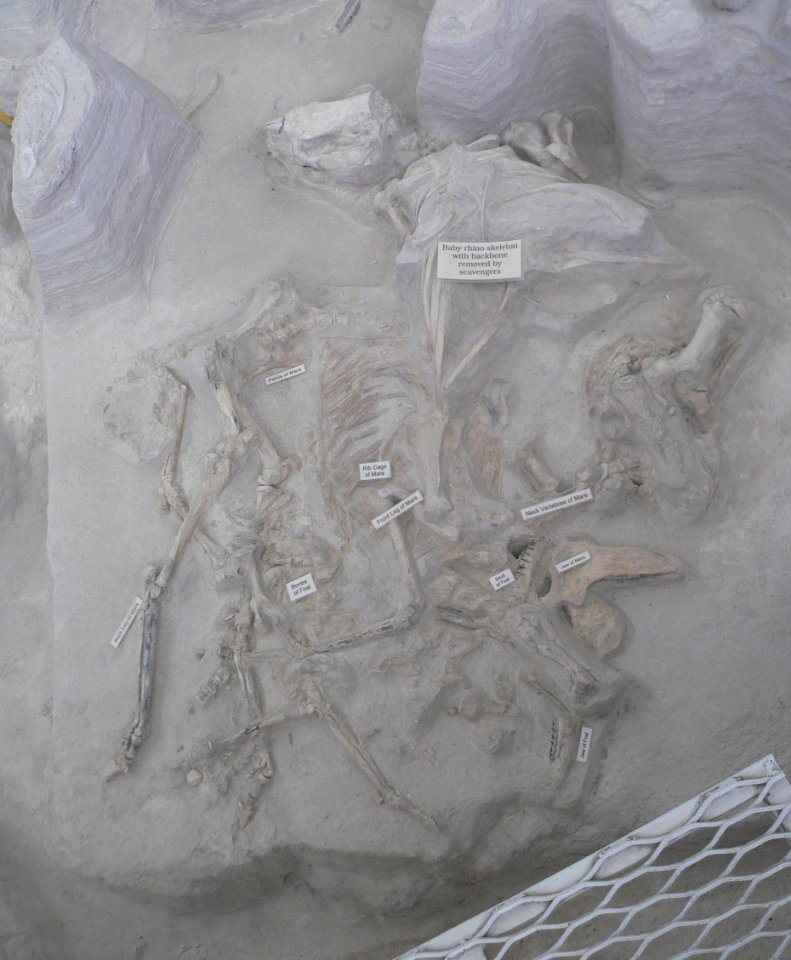 Ashfall Fossil Beds - Mare, foal, and baby rhino