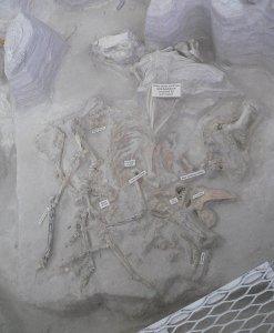 Ashfall Fossil Beds - Mare, foal, and baby rhino