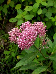 Asclepias incarnata, 2014-07-24, Cranberry Township, 01