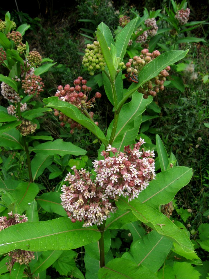 Asclepias syriaca, 2021-07-04, Bethel Park, 02