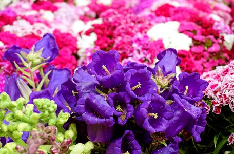 Bloom color sea of flowers