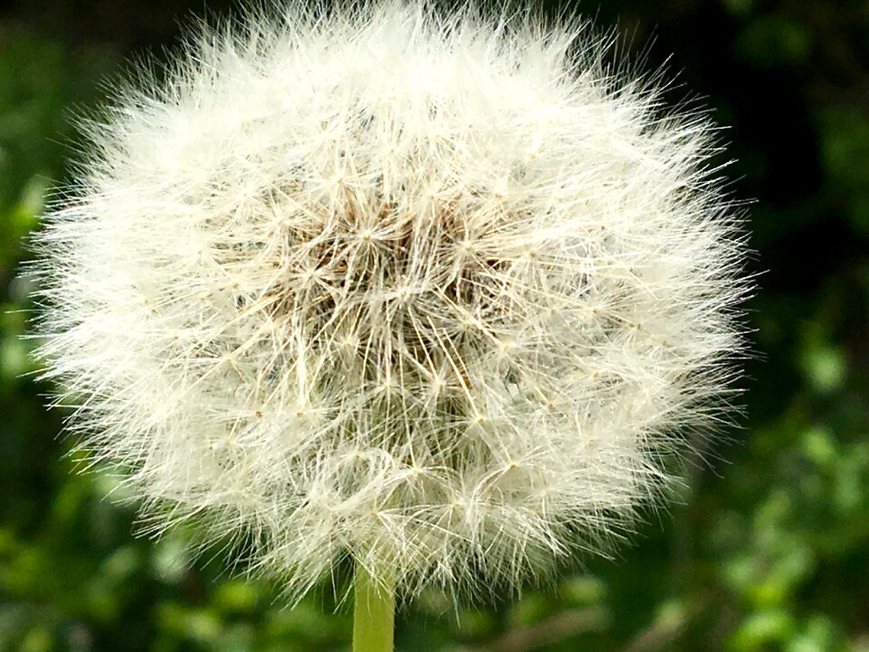 Dandelion seeds close up umbrella