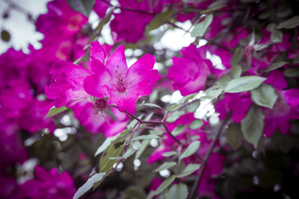 Nature beautiful beauty