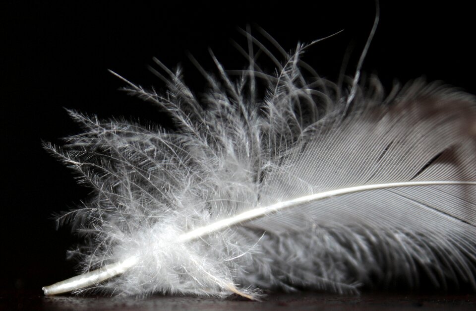 Fluffy soft bird feather