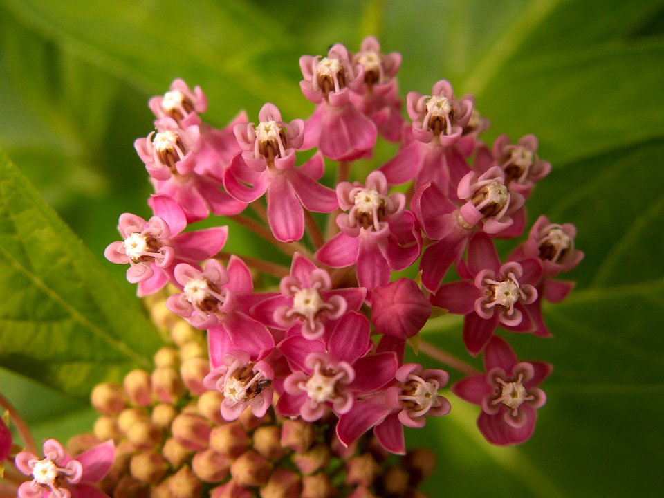 Asclepias incarnata, 2015-07-12, Kane Woods, 01