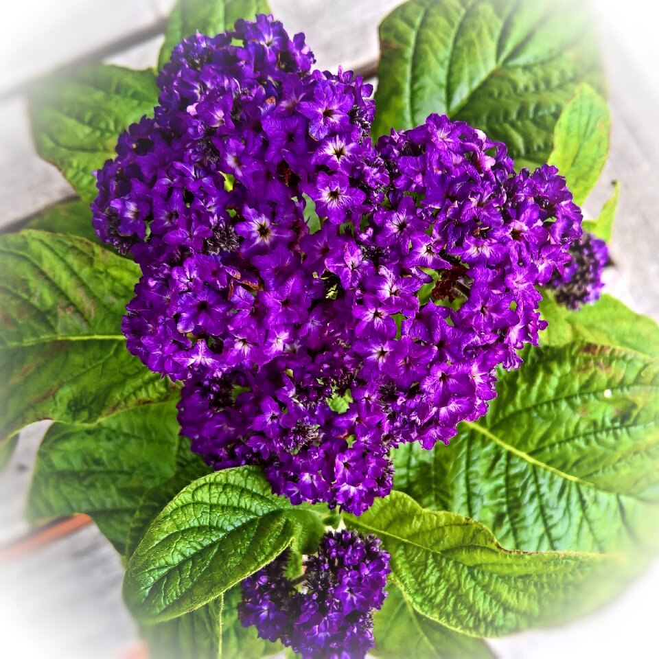 Flower purple dark purple very fragrant