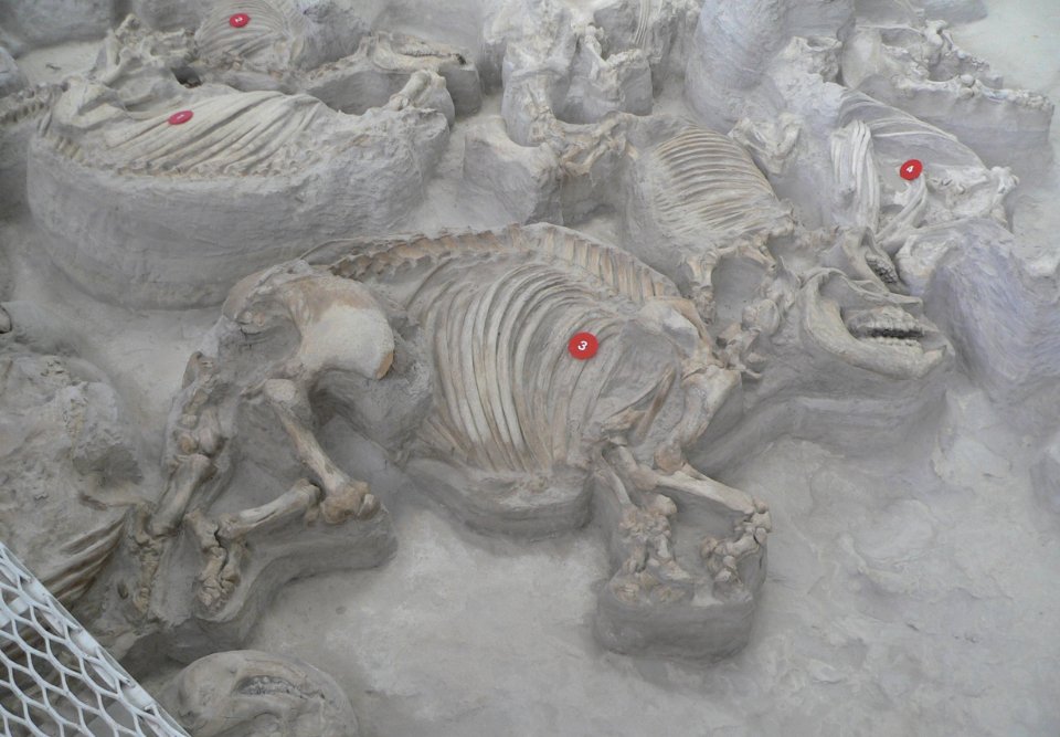 Ashfall Fossil Beds - Teleoceras female and calf