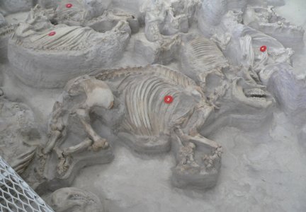 Ashfall Fossil Beds - Teleoceras female and calf