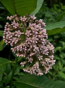 Asclepias syriaca, 2015-06-21, Mount Lebanon, 04