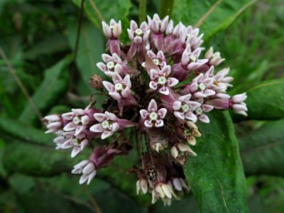 Asclepias syriaca, 2021-05-19, Castle Shannon, 01