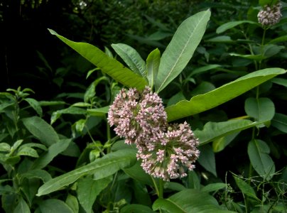 Asclepias syriaca, 2015-06-21, Mount Lebanon, 03