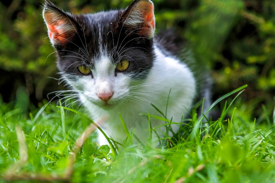 Animals eyes feline
