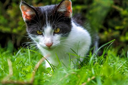 Animals eyes feline photo