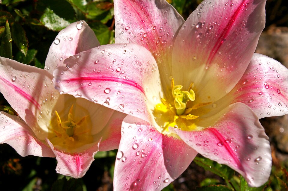 Spring blossom bloom