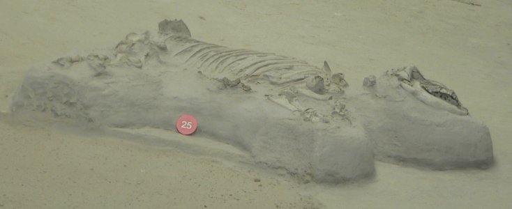Ashfall Fossil Beds - Teleoceras calf Claire