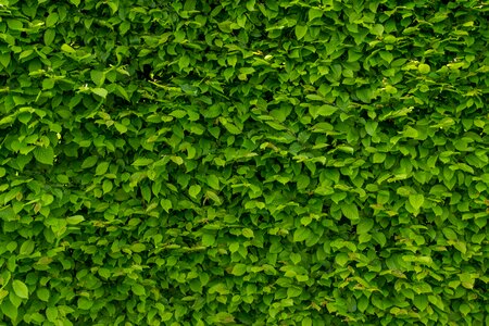 The background green textures