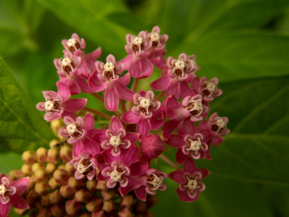 Asclepias incarnata, 2015-07-12, Kane Woods, 02