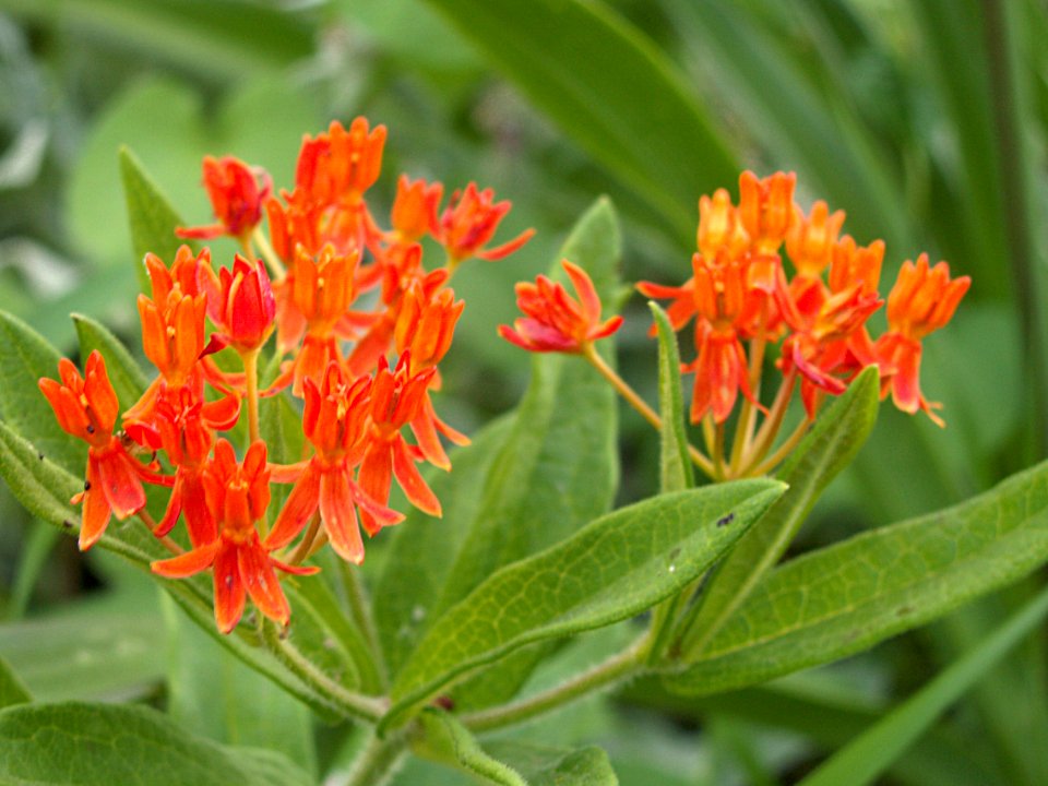 Asclepias tuberosa, 2015-07-18, Beechview, 01