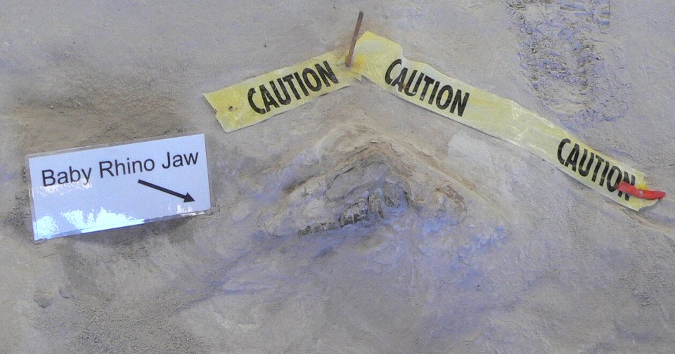 Ashfall Fossil Beds - baby rhino jaw