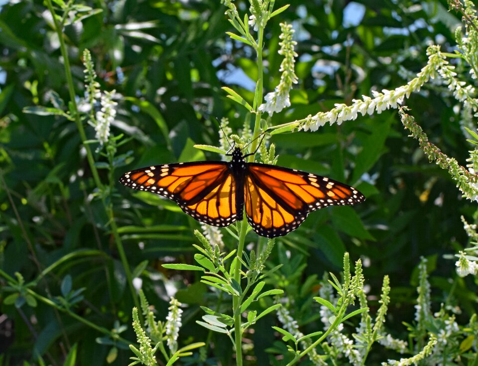 Animal fauna flora