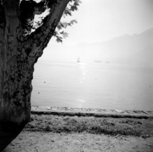 Ascona Het meer in tegenlicht, met op de voorgrond een boom, Bestanddeelnr 254-4826