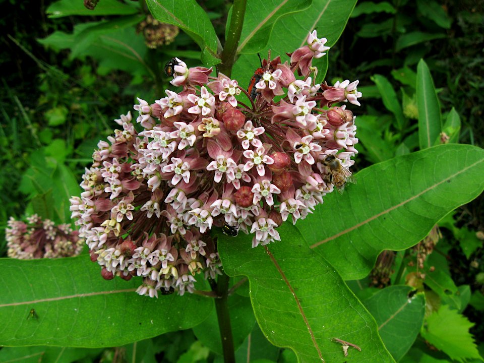 Asclepias syriaca, 2021-07-04, Bethel Park, 01
