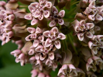 Asclepias syriaca, 2015-06-21, Mount Lebanon, 01