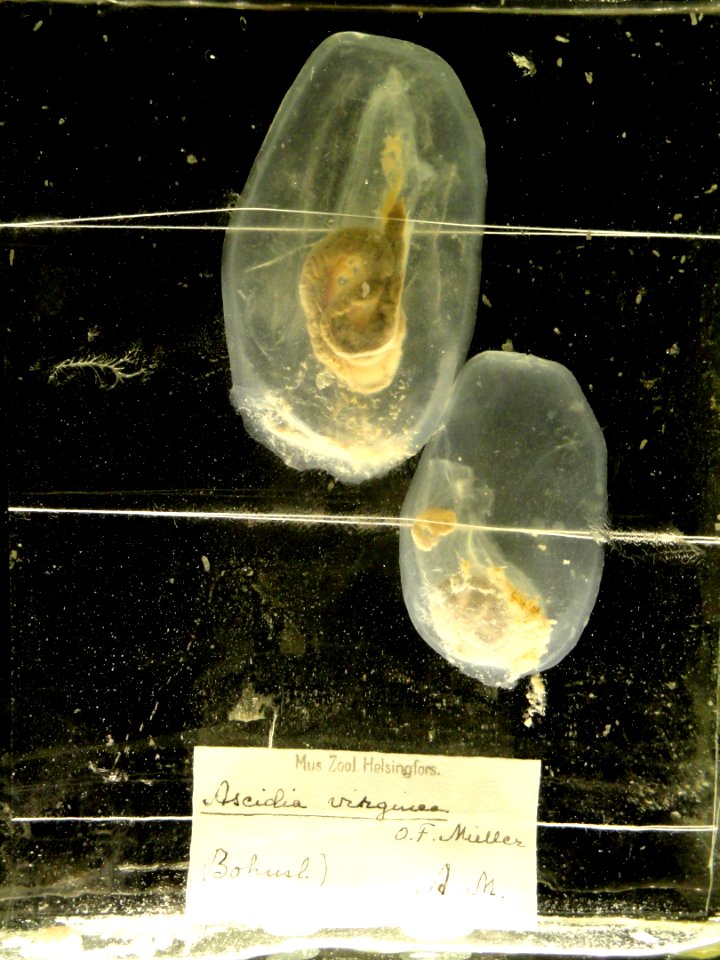 Ascidia virginea - Finnish Museum of Natural History - DSC04678