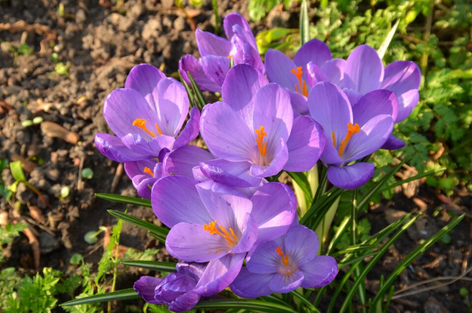 Purple pestle spring photo