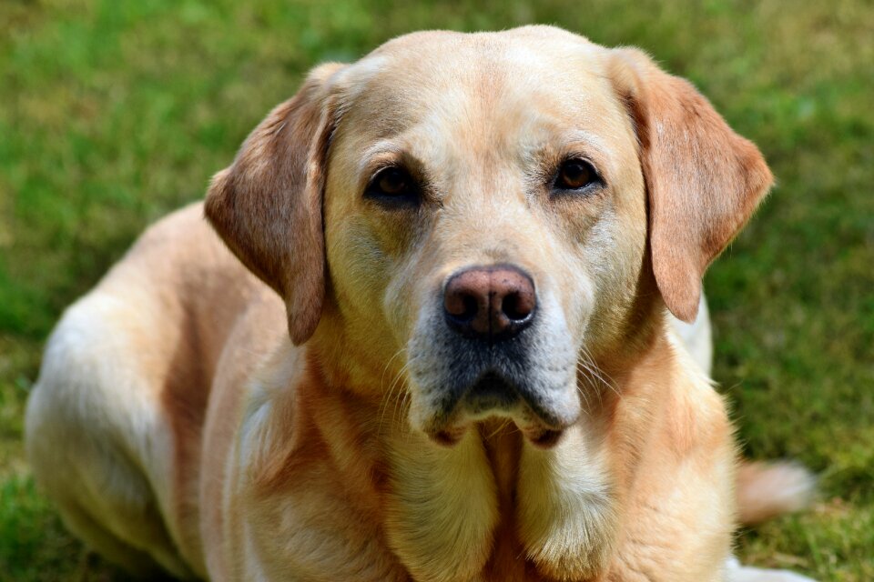 Dog labrador portrait