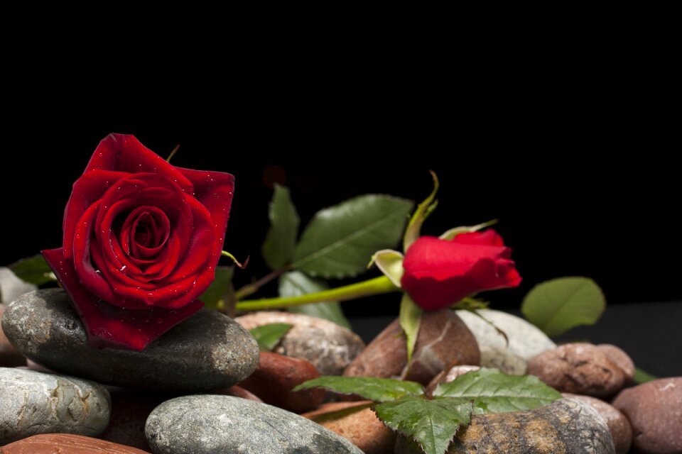 Nature macro beautiful