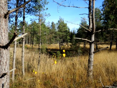 Ascholdinger Filz 11