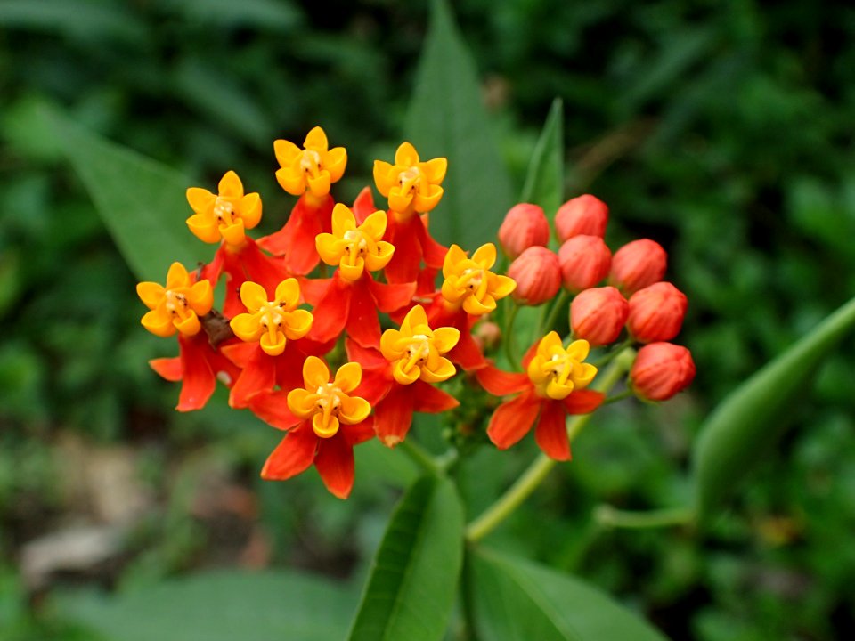 Asclepias curassavica Jamaica
