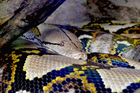 Constrictor close up reptile