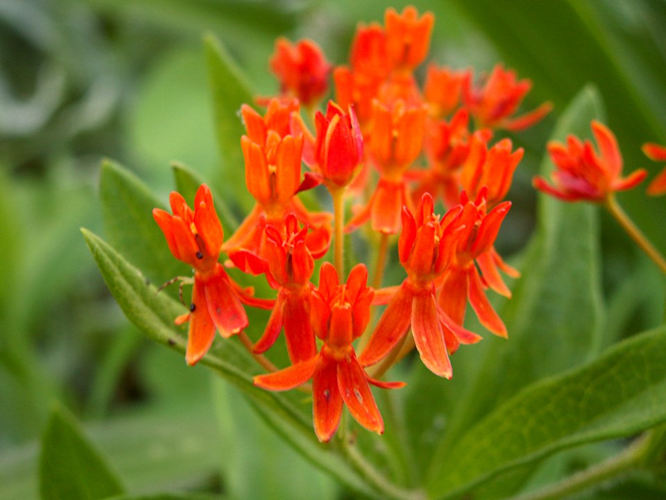 Asclepias tuberosa, 2015-07-18, Beechview, 02