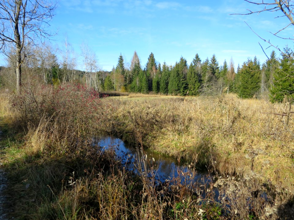Ascholdinger Filz 9