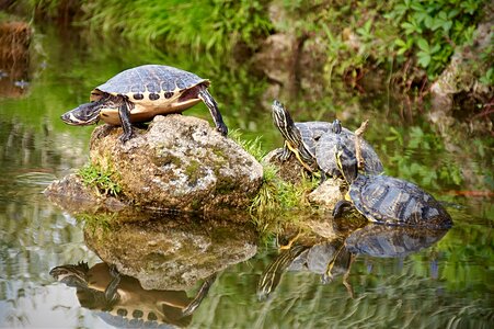 Water turtle water animal photo