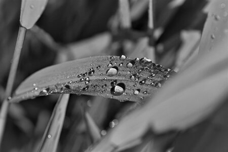 Raindrop black white photo