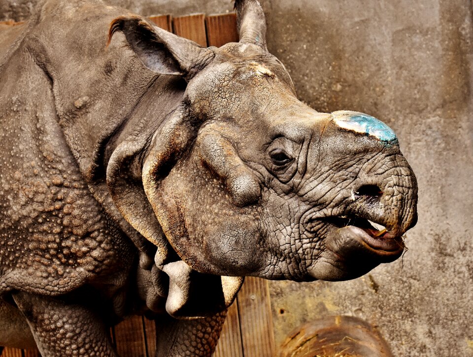 Pachyderm rhinoceros zoo