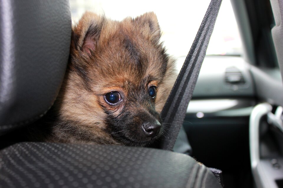 Pets car safety belt