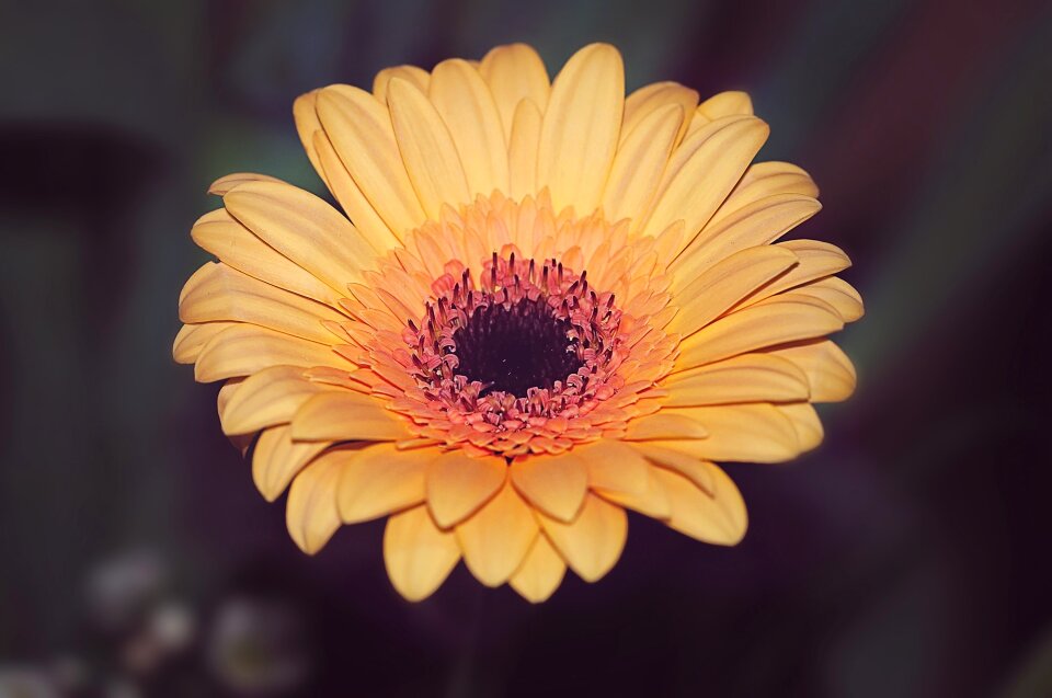 Bloom yellow close up