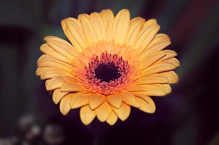 Bloom yellow close up